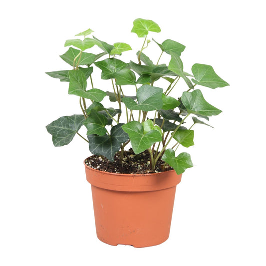 Hedera Hibernica - Ø13cm - ↕30cm