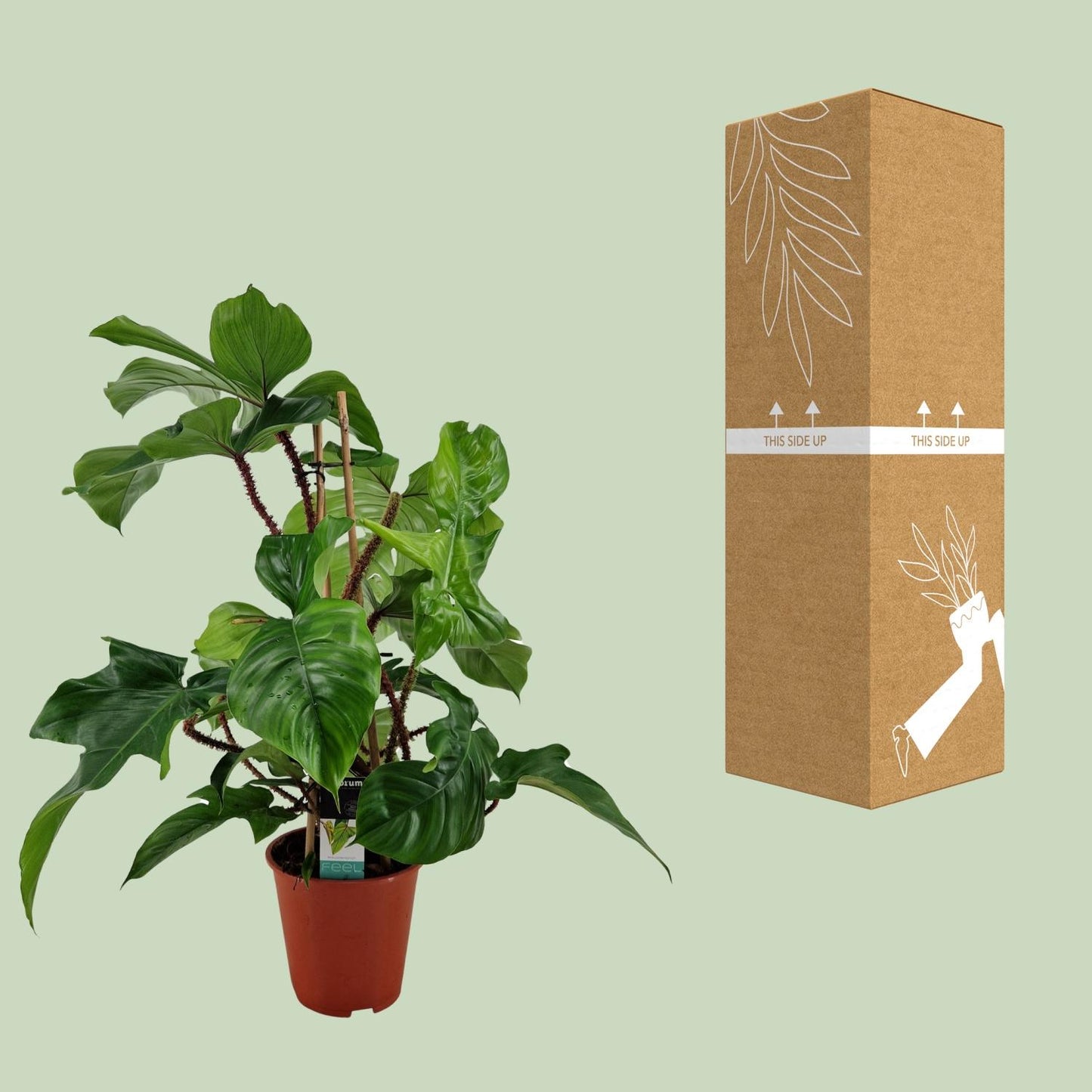 Philodendron Squamiferum - Ø19cm - ↕75cm