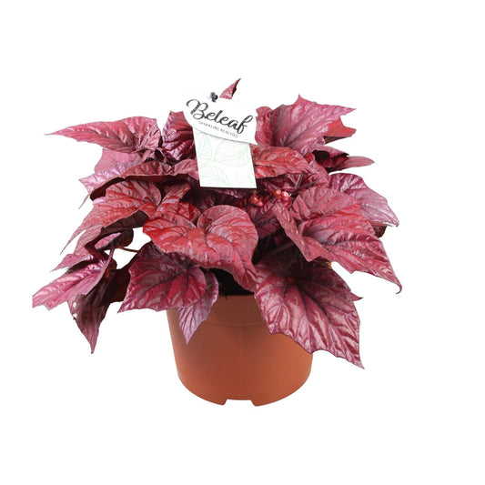 Begonia Beleaf Inca Flame - Ø17cm - ↕32cm