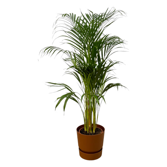 Goldfruchtpalme 110 cm – Tropische Zimmerpflanze mit Topf