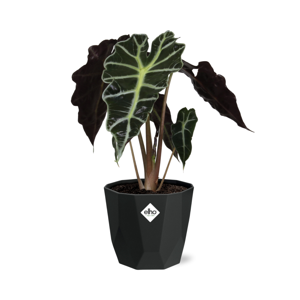 Alocasia ‘Polly’ in 14cm b.for rock living black
