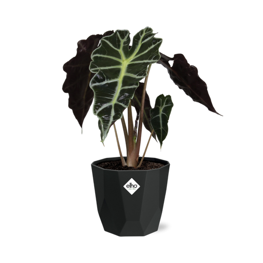 Alocasia ‘Polly’ in 14cm b.for rock living black
