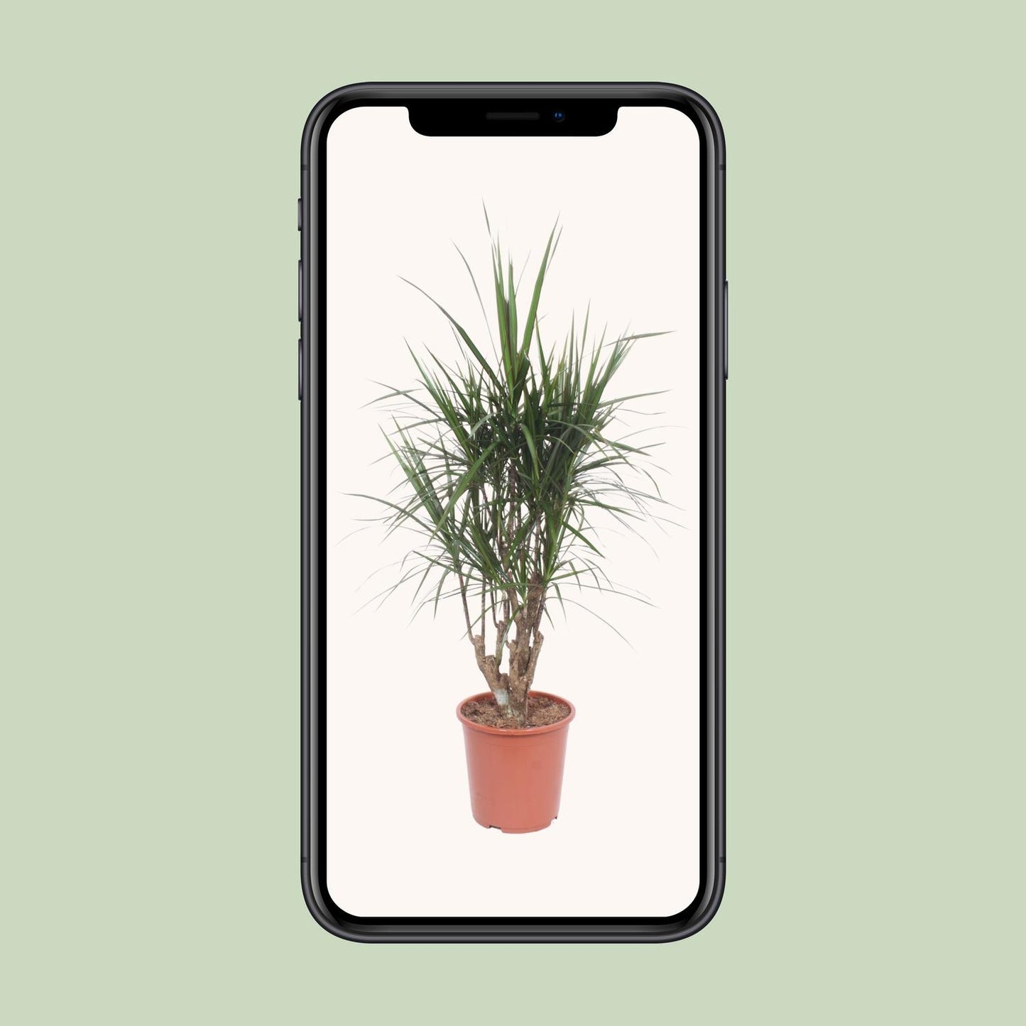Dracaena Marginata - Ø27cm - ↕130cm