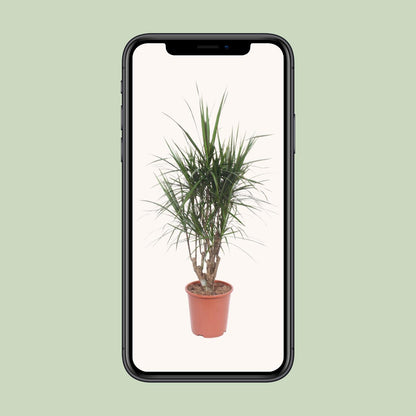 Dracaena Marginata - Ø27cm - ↕130cm