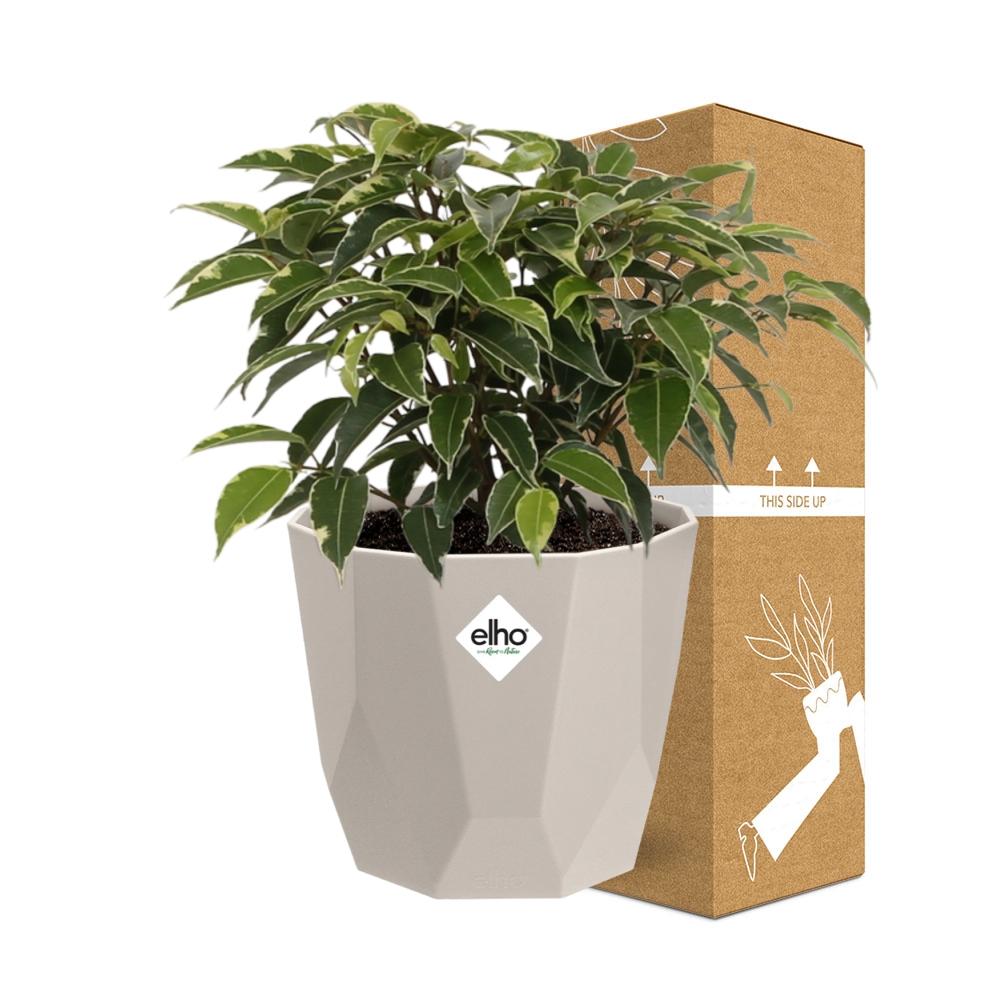 Ficus Benjamina Kinky in ELHO b.for rock 14 cm warm grey