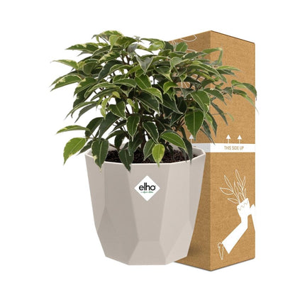Ficus Benjamina Kinky in ELHO b.for rock 14 cm warm grey