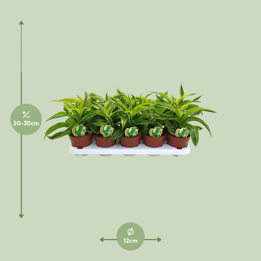 Dracaena Lemon Surprise - Ø12cm - ↕22cm