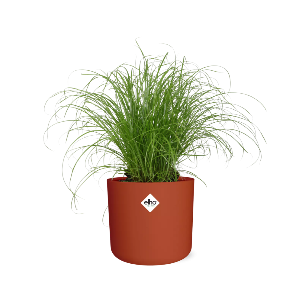 Cyperus Alternifolius Zumula Zonder Etiket in ELHO b.for soft rond 14cm brique