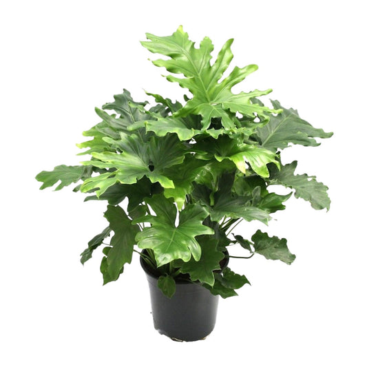 Philodendron Xanadu - Ø21cm - ↕80cm
