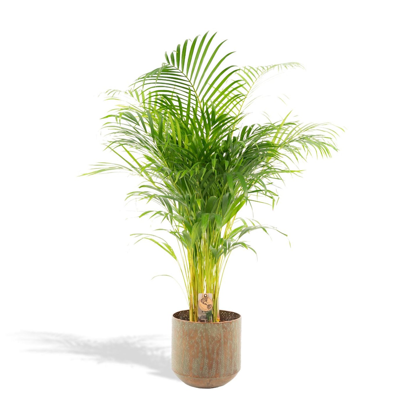 Goldfruchtpalme 110 cm – Elegante tropische Areca-Palme im 21 cm Topf