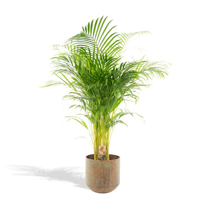 Goldfruchtpalme 110 cm – Elegante tropische Areca-Palme im 21 cm Topf