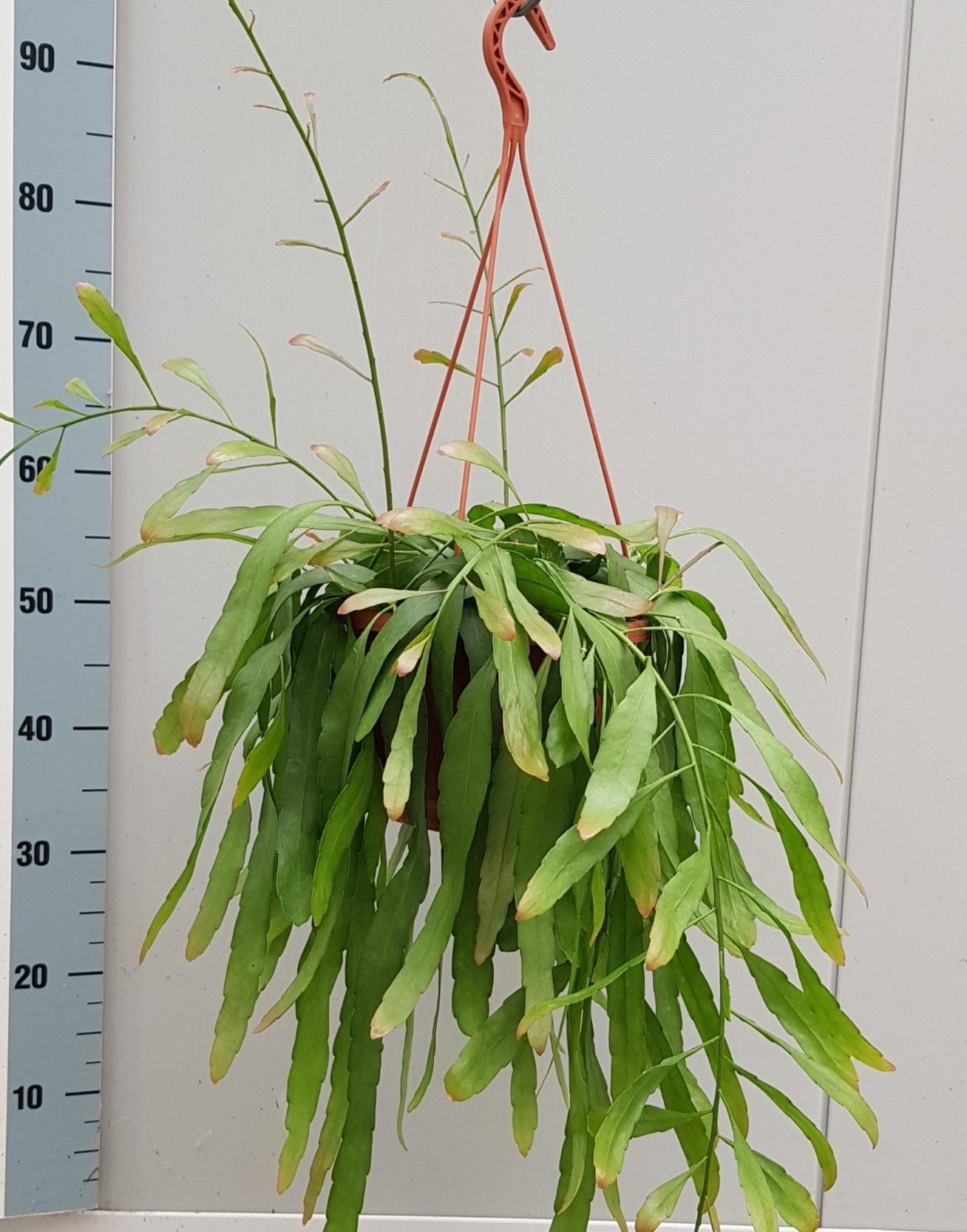Rhipsalis Red Coral - Ø20cm - ↕50cm