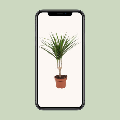 Dracaena Marginata - Ø12cm - ↕50cm