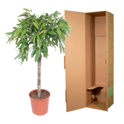 Ficus Amstel König – 130 cm Zimmerpflanze mit geflochtenem Stamm