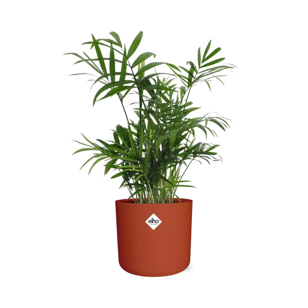 Chamaedorea in ELHO b.for soft rond 14cm brique