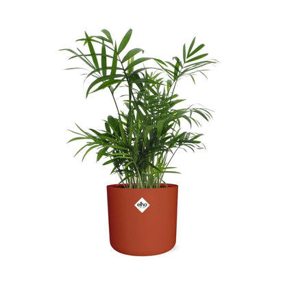Chamaedorea in ELHO b.for soft rond 14cm brique