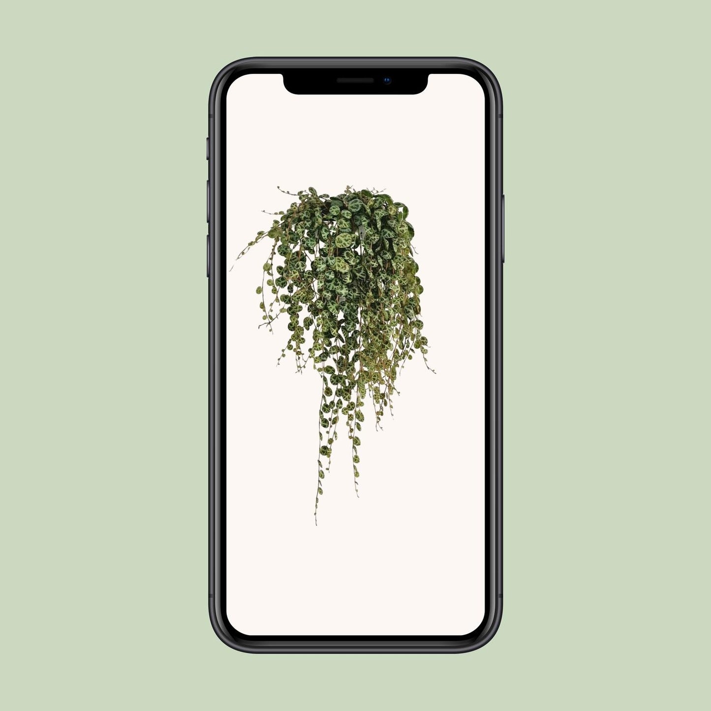 Peperomia Prostrata - Ø11cm - ↕20cm