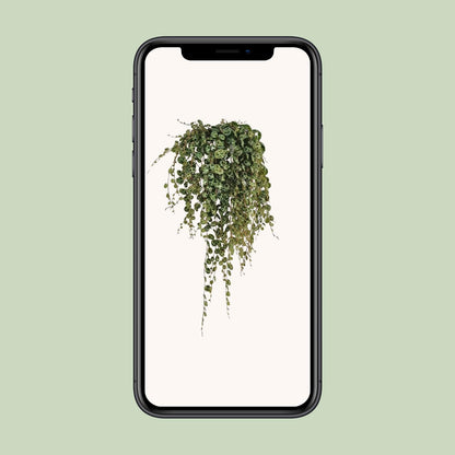 Peperomia Prostrata - Ø11cm - ↕20cm