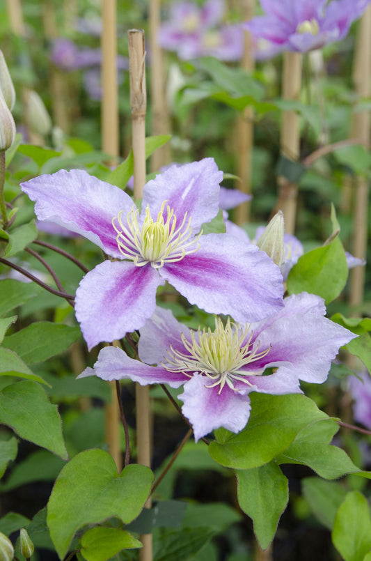 3x - Clematis Piilu - ↨65cm - Ø15