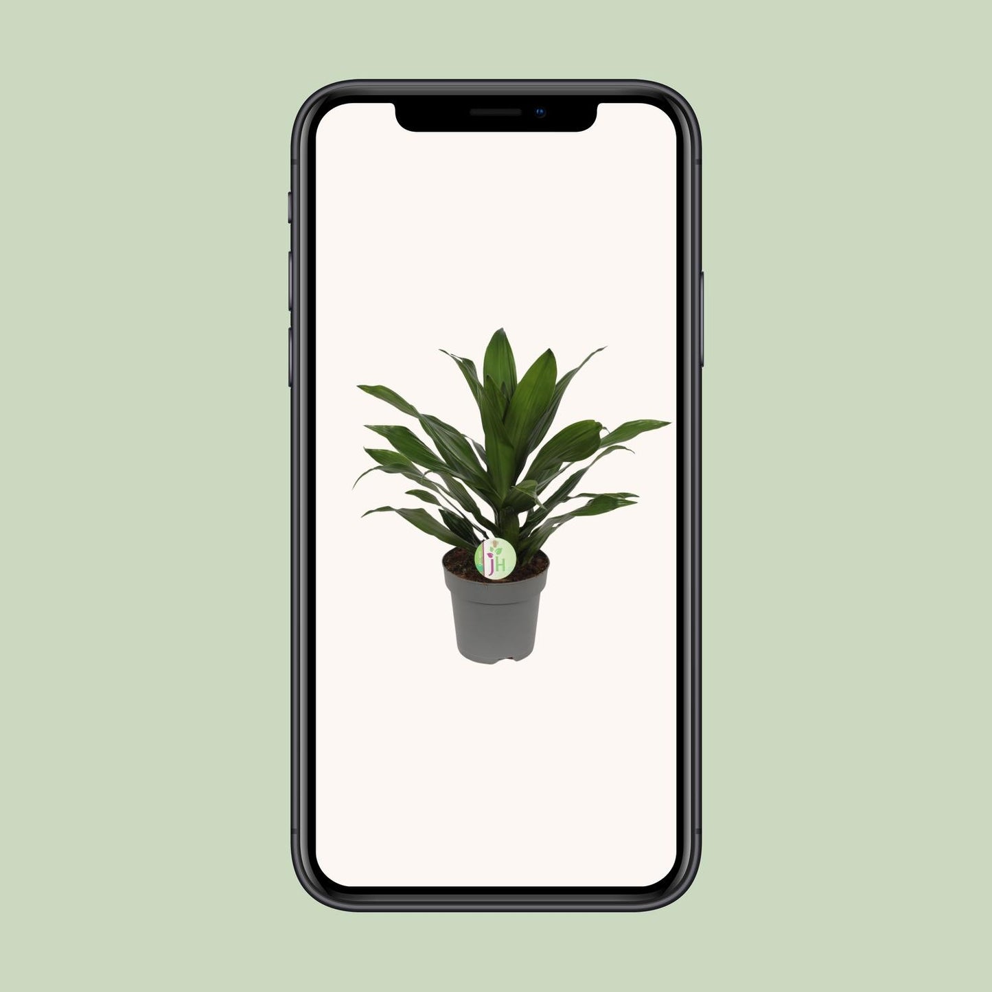 Dracaena Fragrans Grune - Ø17cm - ↕40cm