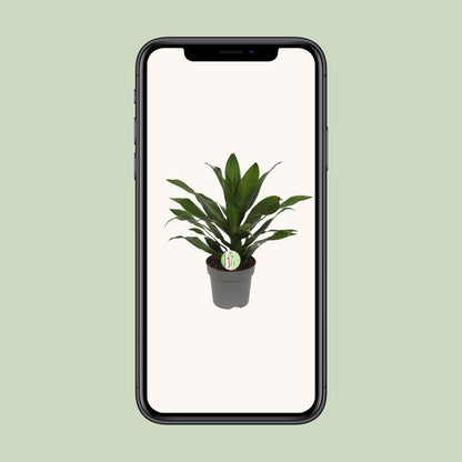 Dracaena Fragrans Grune - Ø17cm - ↕40cm