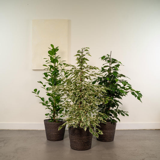 Ficus Benjamina Danielle - Ø21cm - ↕95cm + Ficus Benjamina Twilight - Ø21cm - ↕95cm + Ficus Microcarpa Moclame - Ø21cm - ↕95cm + Korb Igmar
