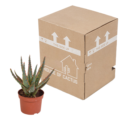 Aloe Zebrina 'Dannyz' – Stilvolle pflegeleichte Sukkulente