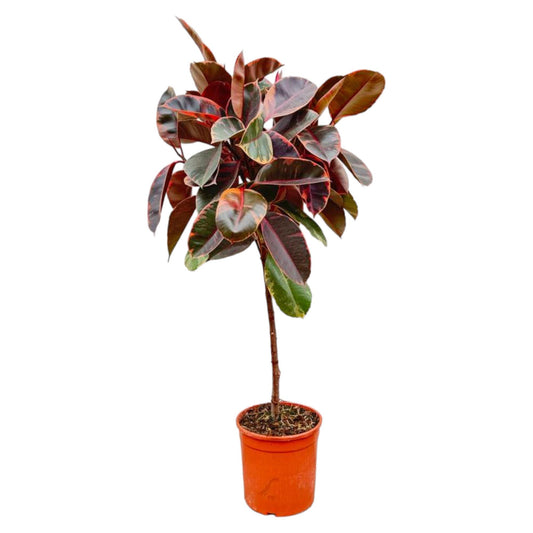 Gummibaum 'Belize' auf Stamm – 130 cm Zimmerpflanze