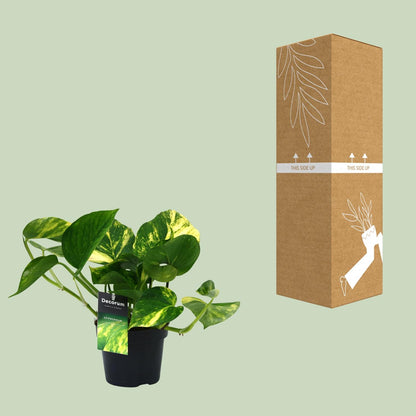 PROMO - Scindapsus (Epipremnum) Aureum - Ø12cm - ↕25cm