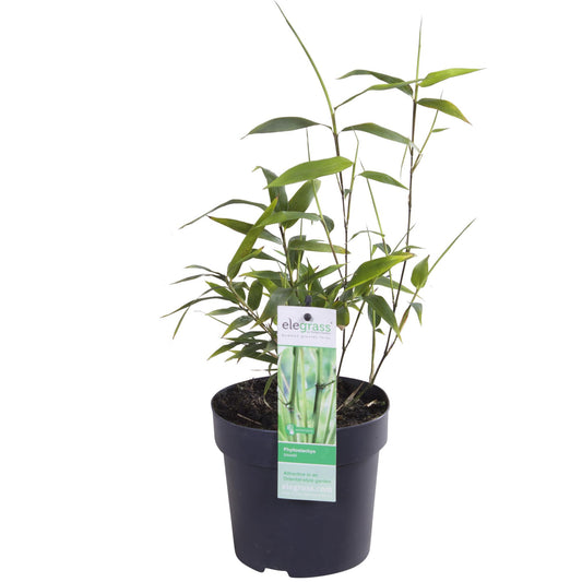 Phyllostachys 'Bissetii' - Ø14cm - ↕40cm