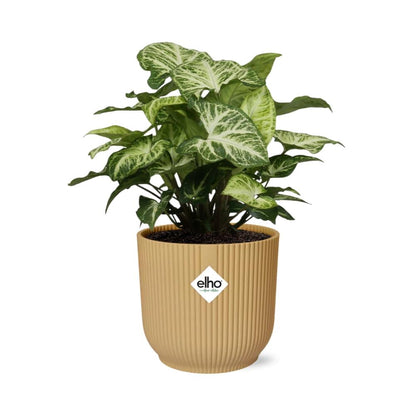 Syngonium Arrow in ELHO Vibes Fold 14cm geel