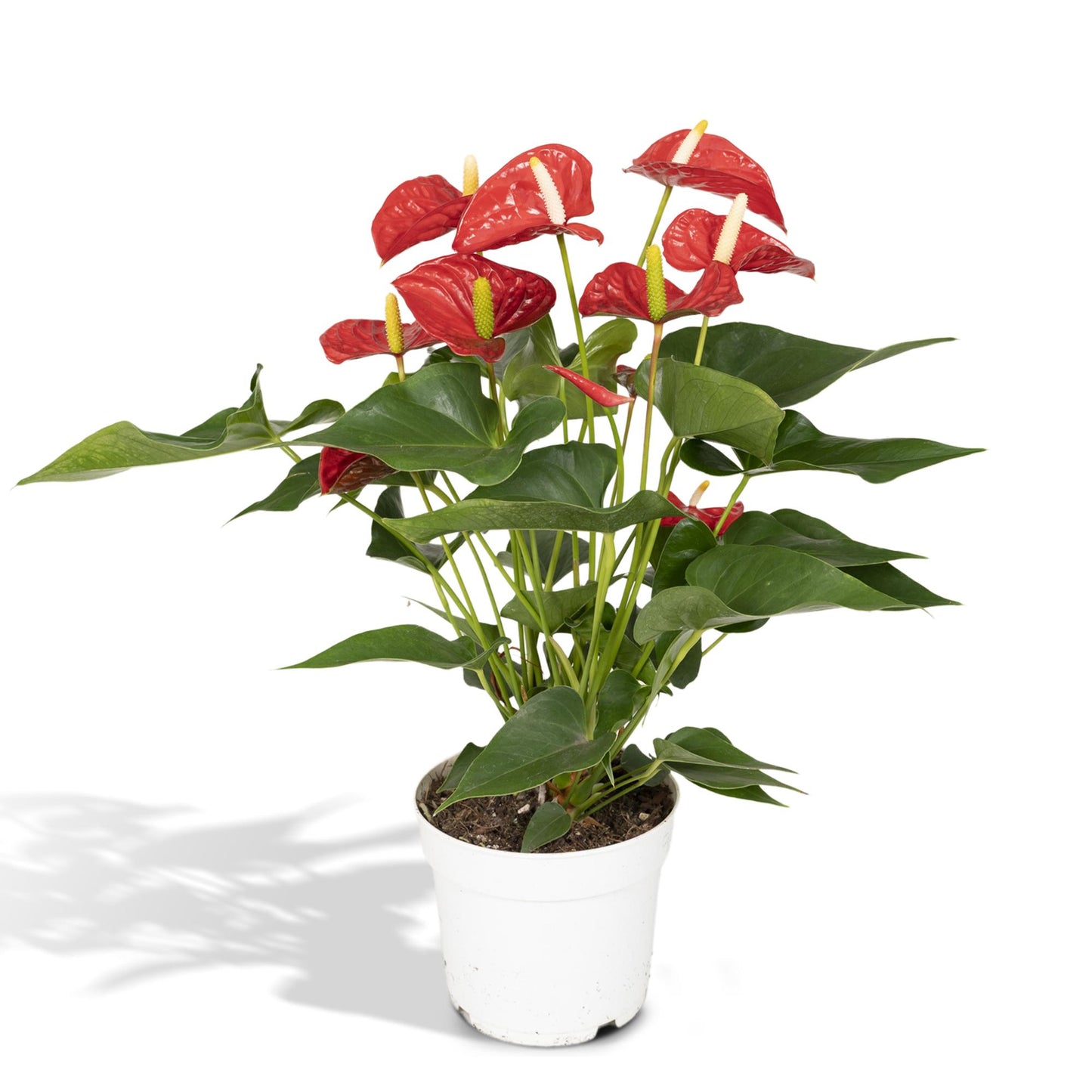 Anthurium Red - Ø17cm - ↕55cm - Ø17cm - ↕55cm