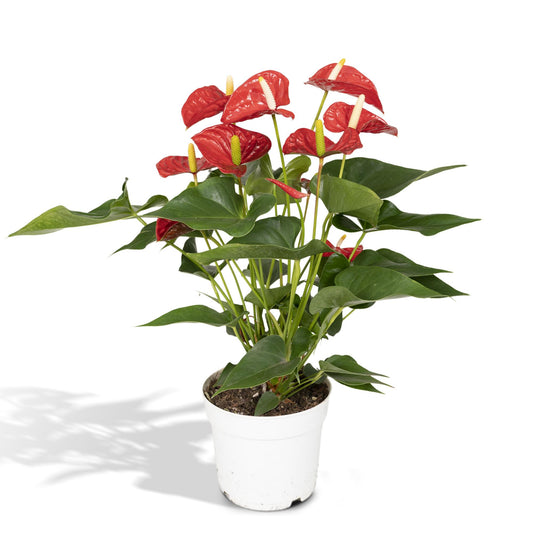 Anthurium Red - Ø17cm - ↕55cm - Ø17cm - ↕55cm