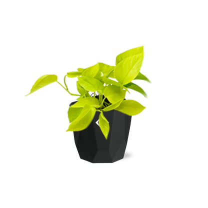 Epipremnum Pinnatum ‘Golden Pothos’ in 14cm b.for rock living black