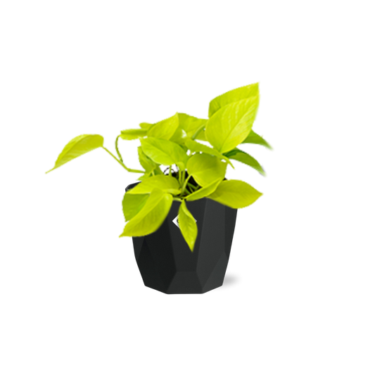 Epipremnum Pinnatum ‘Golden Pothos’ in 14cm b.for rock living black