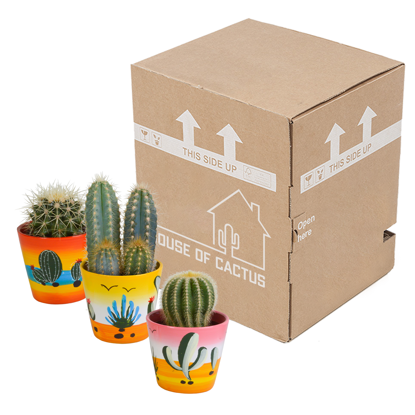 Kakteen Mix 3er Set im handbemalten Mexiko-Topf 8,5 cm