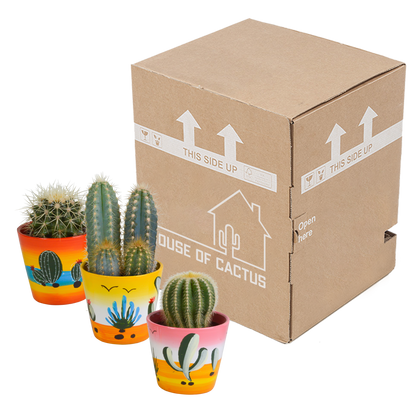 Kakteen Mix 3er Set im handbemalten Mexiko-Topf 8,5 cm