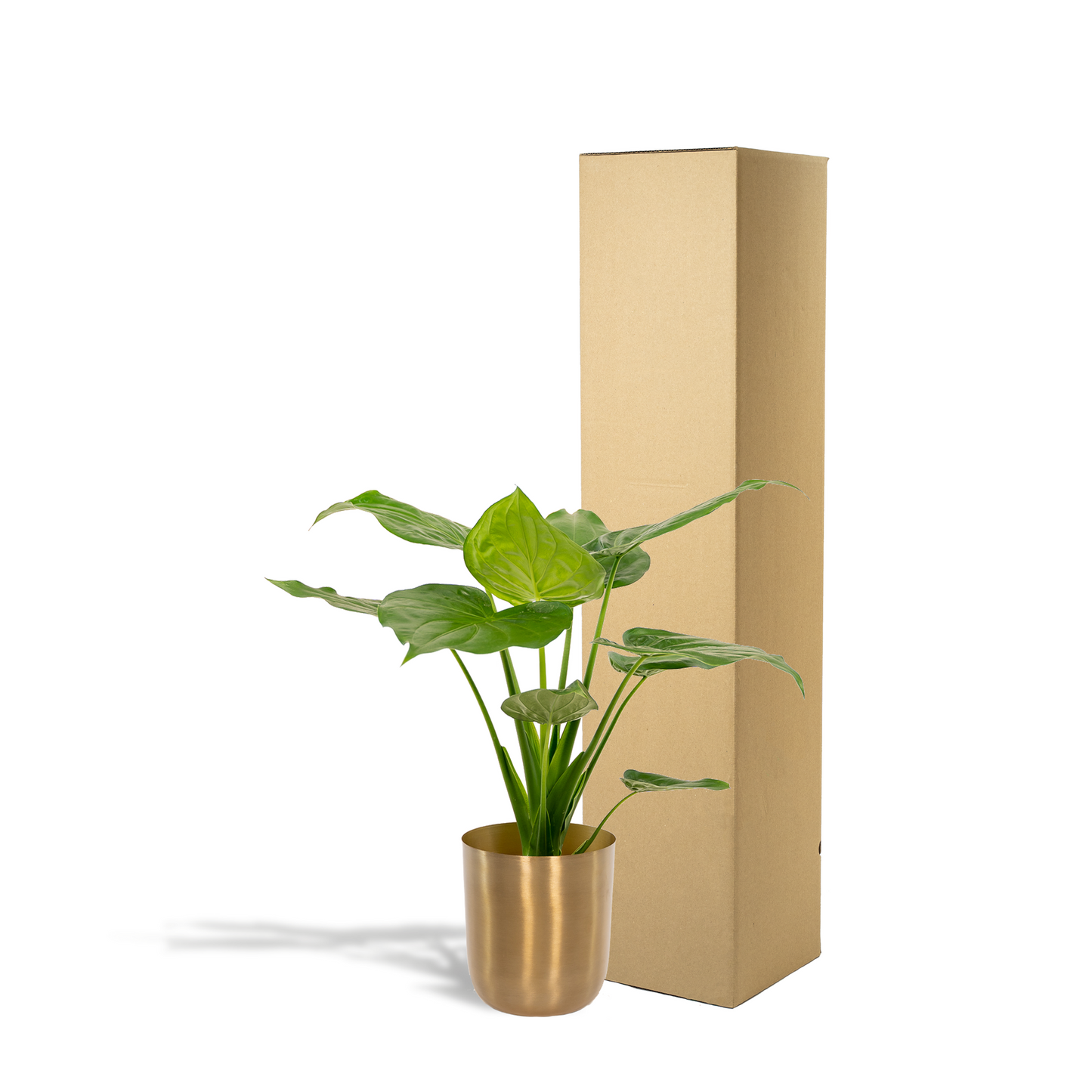 Alocasia Cucullata - Ø19cm - ↕65cm + Topf Mayk Gold
