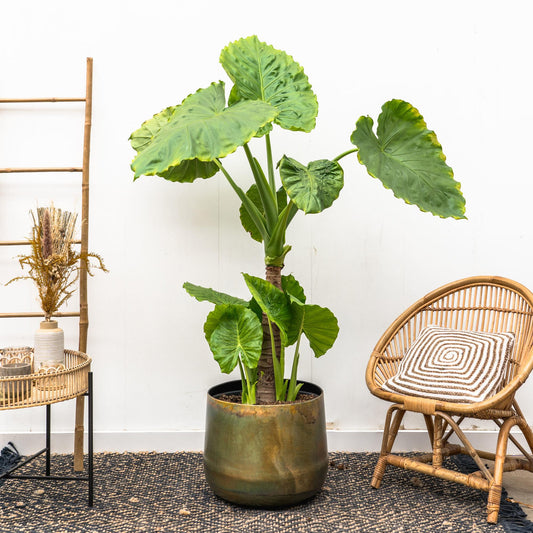 Elefantenohr (Alocasia Portodora) – 180 cm, tropische Zimmerpflanze