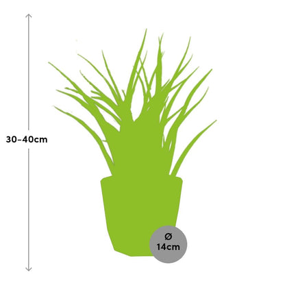 Sansevieria Fernwood Punk in 14cm b.for rock living black