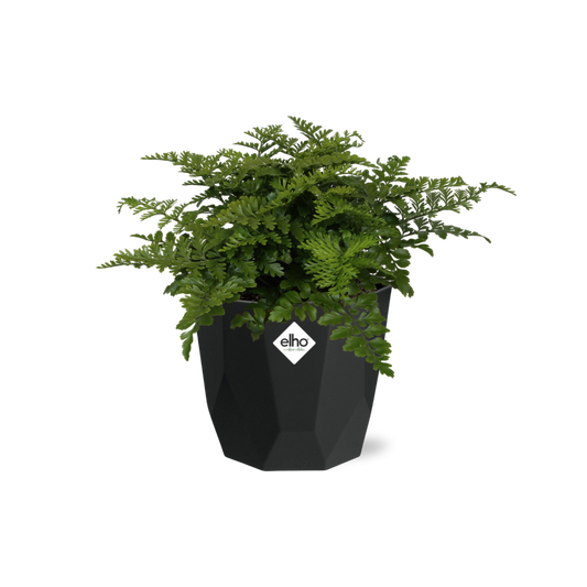 Asplenium Parvati in 14cm b.for rock living black