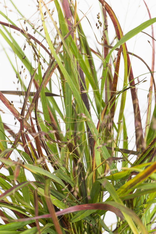 Panicum virgatum Cheyenne Sky - Ø23cm - ↕60cm - Ø23 - ↨60cm