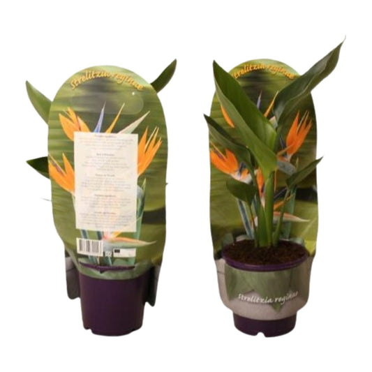 Strelitzia Reginae In Sleeve - Ø12cm - ↕40cm