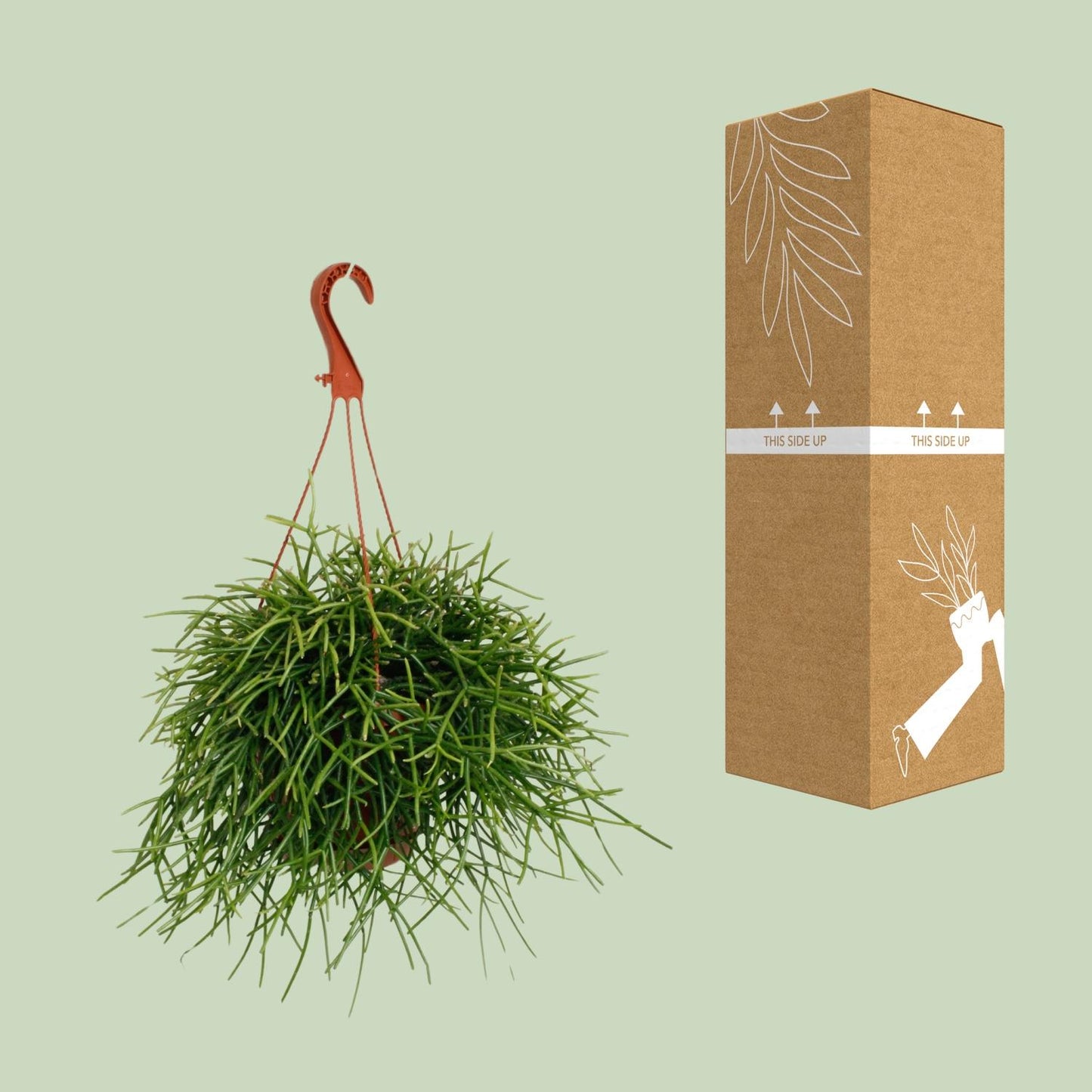 Rhipsalis Pulchra - Ø17cm - ↕45cm