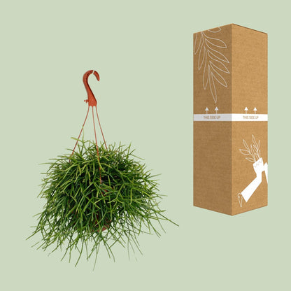 Rhipsalis Pulchra - Ø17cm - ↕45cm