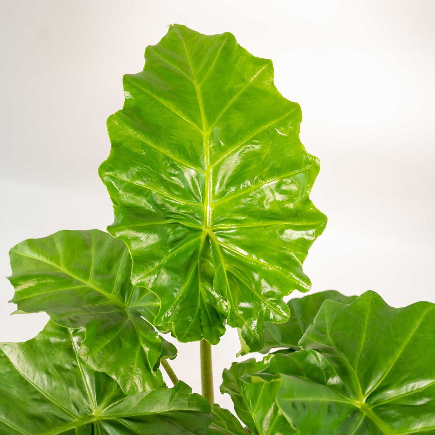 Alocasia Portodora - Ø21cm - ↕80cm + Korb Igmar