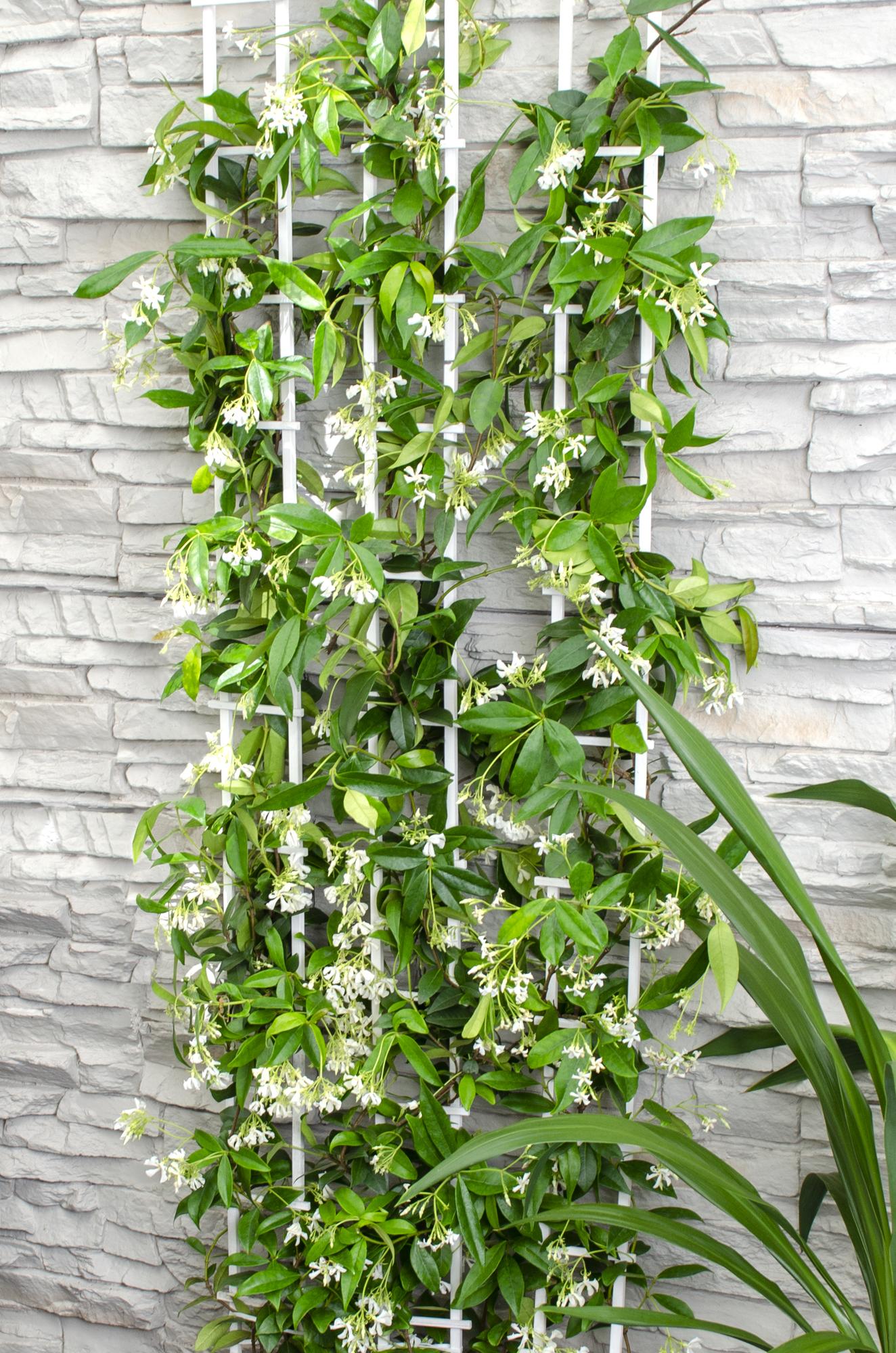 Trachelospermum 'Star of Venice' - Toskanischer Jasmin WeiÃŸ - Ø15cm - ↕65cm