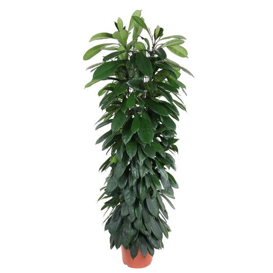 Säulenfeige 'Cyatistipula' – Elegante Zimmerpflanze 150 cm