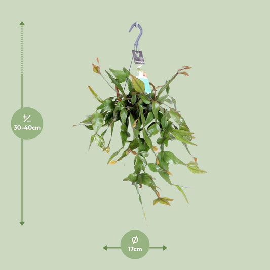 Rhipsalis Elliptica - Ø17cm - ↕35cm