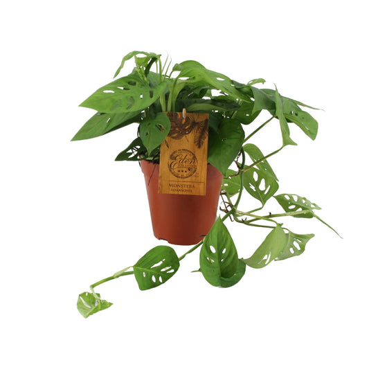 Monstera Adansonii - Ø15cm - ↕40cm